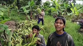 Anak anak ini Belajar panen pisang byar#tanduk di kebun 