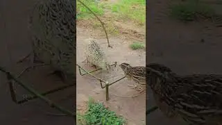 Easy quail trapping techniques #youtube #shortvideo #shorts