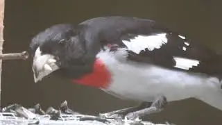 Rose Breasted Gross Beak