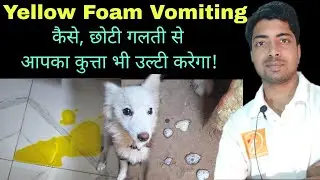Dog vomiting home remedy.