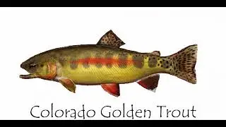 EVERY Fish in Rocky Lake! Fishing Planet - Colorado | North America