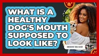 What Is A Healthy Dog's Mouth Supposed To Look Like?
