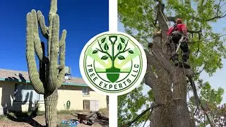 Tree Experts