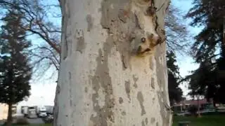 Nature Hannah learns about Western/California sycamore trees
