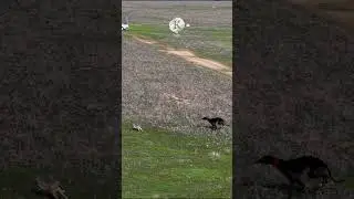 Carreras de galgos y liebre #saluki #greyhound #galgodron #katudron #hunt #drone