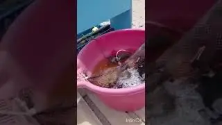 Macroalga