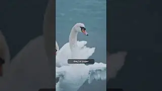 Amazing Swan Facts! #fact #facts #science #animal #amazingfacts #wildlife #birds #swan