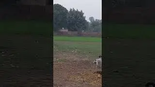 crow pheasant hunt with goshawk . goshawk hunting. baaz ka shikar