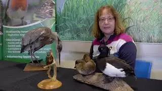 Outdoor Spaces Programme: Learn about Water Birds