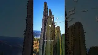 🏜 Bosque de Cactus 