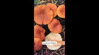 Candy Caps excitement