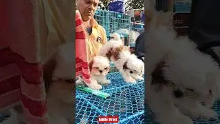 Pet Market Kolkata 😍/lowest price puppy dog/Gallif Street dogs #shorts #viral #dog #dogs #doglover