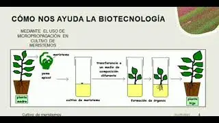 Semilla libre de virus generada por cultivo in vitro.