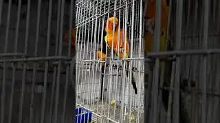 Ali birds Heaven, bird shop in Rawalpindi.
