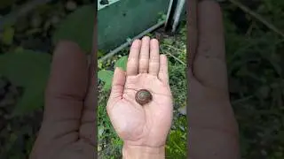 WOW ‼️Mini snail and Big snail #huntingsnail #snail #binatangkecil