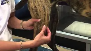 Video   patella palpation 2