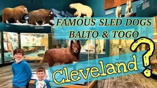 BALTO AND TOGO! CLEVELAND'S CONNECTION TO THE FAMOUS SLED DOGS - Cleveland Museum of Natural History