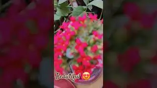Beautiful flowers |spring love #love #trending #shortsclip