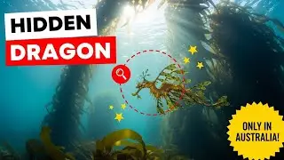 Is This Seaweed or a Dragon? 🐉 The Leafy Sea Dragon Revealed!