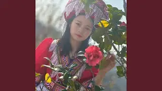 樱花泪