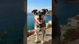 Play~ a dog is enjoying the music #play #ocean #reggae #peace #relax #schnauzer #lovely #vacation#ai