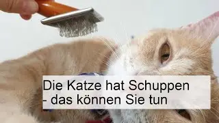 Die Katze hat Schuppen - das k&ouml;nnen Sie tun