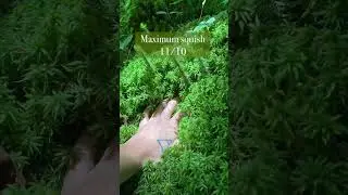 Which one was your favorite? Mine is the maximum squish!  . . . . #moss #mossy #adventure #explore