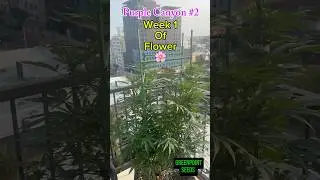 🌆 Gotham City Grower | Purple Canyon #2 | Week 1 of Flower | Outdoor NYC Grow 🌱✨