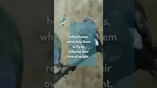 Bird Bones | Biology Flash Facts