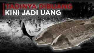 ASIAN CARP REBRANDING OLEH AMERIKA SERIKAT MENJADI 'COPI'