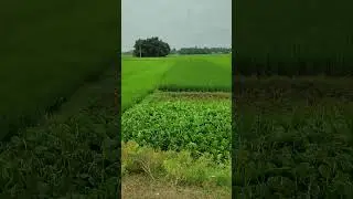 #chala jata hu #kishore kumar #evergreensong