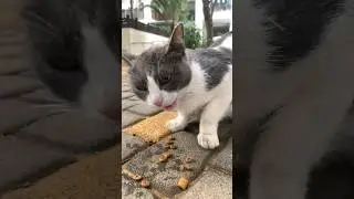 Beautiful Grey & White Cat 😻