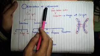 Organization Of Chromosome|Nucleosome|Linker DNA|Solenoid|Heterochromatin and Euchromatin|Chromatid