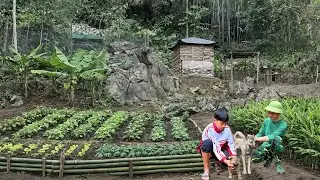 Growing vegetables, ginger, and bananas at home - Jota says her final goodbyes to her dog Mickey.