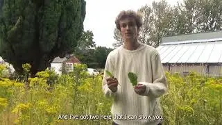 15) The Monocots and Dicots | Plant Evolution Trail