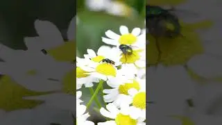 What is an insect? #ecology #insects #educationalvideo