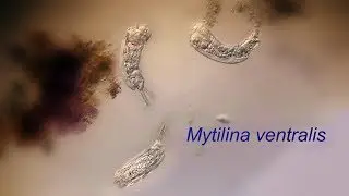 MYTILINA VENTRALIS