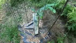 Chestnut tree checkup - Mid Sept , 2023