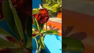 #adeniumworld #adeniumdesertrose #youtubeshorts #shortsfeed #dharan #