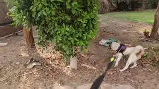 نزهة الصباح مع popus & Poochou .