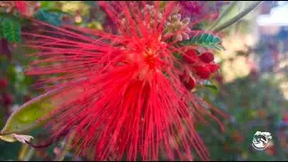 Flower Essences with Mimi Kamp (Fairy Duster)