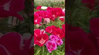 One Refreshing Morning #magnificent #beautiful #flowers #refreshing #relaxing #atmosphere #like
