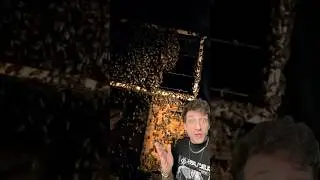 Познакомьтесь с пчелами-убийцами