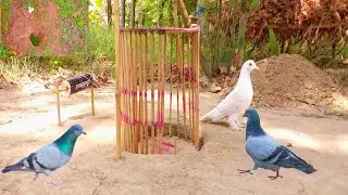 Build underground pigeon trap using cage tool with can,একদম নতুন কবুতরের ফাঁদ,