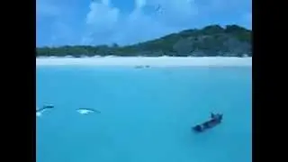 Swimming pigs on Big Major Cay