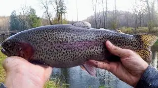 Minnesota Rainbow Trout Slam | 9+ trout in under 2 hours