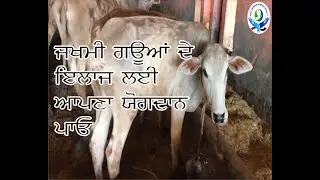 Baba Hira Animals Hospital//Donate For Injured Cows//
