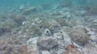 snorkeling in Torre Vado, Apulia, Italy
