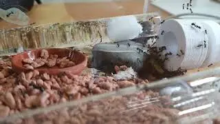 Ants perform an amputation