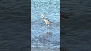 Fort Desoto wading bird